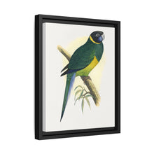 Bauer's Parrakeet (Barnardius zonarius) colored wood-engraved plate by Alexander Francis Lydon. - NOMADEN ART GALLERY