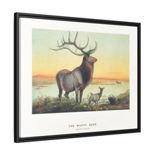 The Wapiti from Zoological sketches (1861-1867) by Joseph Wolf and Philip Lutley Sclater