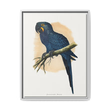 Hyacinthine Macaw (Anodorhynchus hyacinthinus) colored wood-engraved plate by Alexander Francis Lydon. - NOMADEN ART GALLERY
