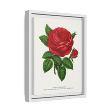 Red rose, General Jacquemont flower lithograph. Digitally enhanced from our own original 1900 edition plates of Botanical Specimen published by Rochester Lithographing