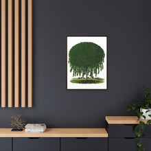 Kilmarnock Weeping Willow tree lithograph. Digitally enhanced from our own original 1900 edition plates of Botanical Specimen published by Rochester Lithographing
