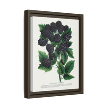Wachusett Blackberry Lithograph | Vintage Botanical Wall Art