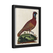 A horned Indian pheasant standing on the grass by J. Pass after J. E. Ihle. - NOMADEN ART GALLERY