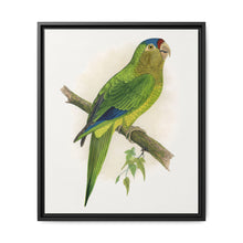 Petz's Conure (Aratinga canicularis) colored wood-engraved plate by Alexander Francis Lydon - NOMADEN ART GALLERY