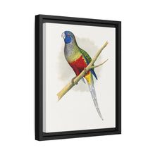 Blue Bonnet Parrakeet (Northiella haematogaster) colored wood-engraved plate by Alexander Francis Lydon. - NOMADEN ART GALLERY