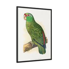 Placa xilográfica coloreada de periquito multicolor (Psephotellus varius) de Alexander Francis Lydon