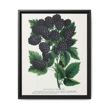 Wachusetts Thornless blackberry lithograph. Digitally enhanced from our own original 1900 edition plates of Botanical Specimen published by Rochester Lithographing - NOMADEN ART GALLERY