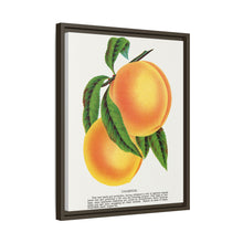 Champion plum lithograph from Botanical Specimen published by Rochester Lithographing