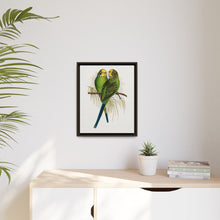 Budgerigar (Melopsittacus undulatus) colored wood-engraved plate by Alexander Francis Lydon