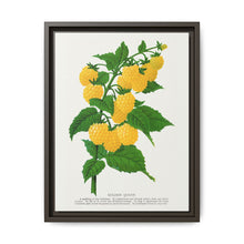 Golden queen raspberry lithograph. Digitally enhanced from our own original 1900 edition plates of Botanical Specimen published by Rochester Lithographing - NOMADEN ART GALLERY