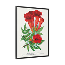 Trumpet flower lithograph. Digitally enhanced from our own original 1900 edition plates of Botanical Specimen published by Rochester Lithographing