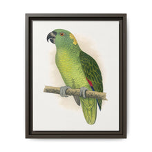 Yellow-Naped Amazon (Amazona auropalliata) colored wood-engraved plate by Alexander Francis Lydon - NOMADEN ART GALLERY