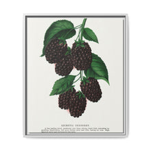 Lucretia Dewberry lithograph. Digitally enhanced from our own original 1900 edition plates of Botanical Specimen published by Rochester Lithographing - NOMADEN ART GALLERY