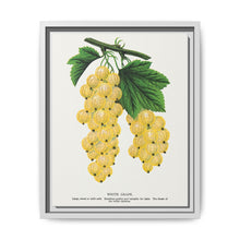 White grape lithograph. Digitally enhanced from our own original 1900 edition plates of Botanical Specimen published by Rochester Lithographing - NOMADEN ART GALLERY