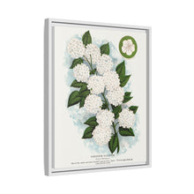 Japanese snowball flower lithograph. Digitally enhanced from our own original 1900 edition plates of Botanical Specimen published by Rochester Lithographing