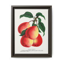 Vermont Beauty pear lithograph. Digitally enhanced from our own original 1900 edition plates of Botanical Specimen published by Rochester Lithographing - NOMADEN ART GALLERY