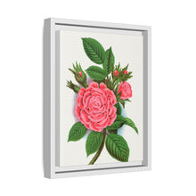 Pink rose, Salet Moss lithograph. Digitally enhanced from our own original 1900 edition plates of Botanical Specimen published by Rochester Lithographing