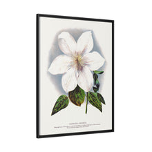 Clematis flower lithograph. Digitally enhanced from our own original 1900 edition plates of Botanical Specimen published by Rochester Lithographing
