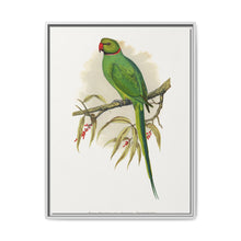 Ring-Necked or Bengal Parakeet (Psittacula columboides) colored wood-engraved plate by Alexander Francis Lydon - NOMADEN ART GALLERY