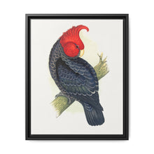 Gang-Gang Cockatoo (Callocephalon fimbriatum) colored wood-engraved plate by Alexander Francis Lydon - NOMADEN ART GALLERY