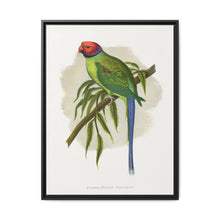 Blossom-Headed Parrakeet (Psittacula roseata) colored wood-engraved plate by Alexander Francis Lydon. - NOMADEN ART GALLERY