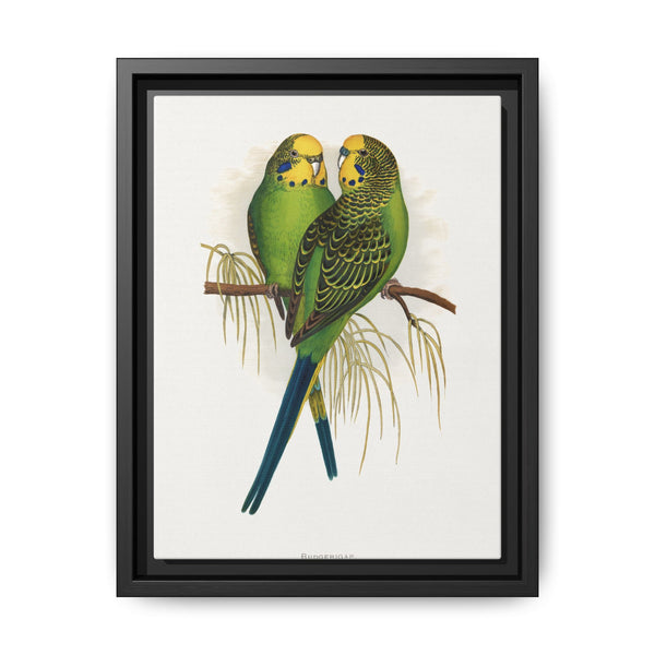 Budgerigar (Melopsittacus undulatus) colored wood-engraved plate by Alexander Francis Lydon - NOMADEN ART GALLERY