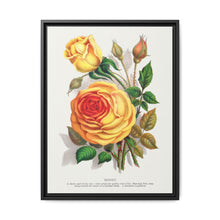 lithograph from Botanical Specimen published by Rochester Lithographing - NOMADEN ART GALLERY