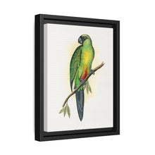 Masked Parrakeet (Prosopeia personata) colored wood-engraved plate by Alexander Francis Lydon