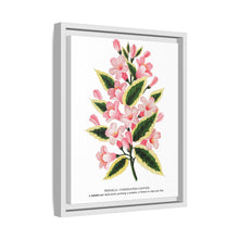 Pink flowers, Weigela lithograph (1900)