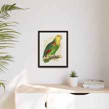 Double-Fronted or Le Vaillant's Amazon (Amazona oratrix) colored wood-engraved plate by Alexander Francis Lydon.