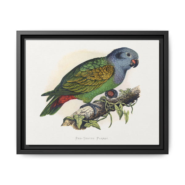 Red-Vented Parrot (Amazona martinicana) colored wood-engraved plate by Alexander Francis Lydon - NOMADEN ART GALLERY