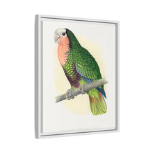 Red-Throated White-Fronted Amazon (Amazona leucocephala) colored wood-engraved plate by Alexander Francis Lydon.