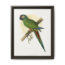 llliger's Macaw (Primolius maracana) colored wood-engraved plate by Alexander Francis Lydon - NOMADEN ART GALLERY