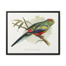 Many-Coloured Parrakeet (Psephotellus varius) colored wood-engraved plate by Alexander Francis Lydon - NOMADEN ART GALLERY