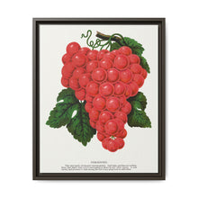 Vergennes grape lithograph. Digitally enhanced from our own original 1900 edition plates of Botanical Specimen published by Rochester Lithographing - NOMADEN ART GALLERY