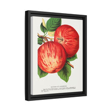 Duchess of Oldenburg apples lithograph from Botanical Specimen published by Rochester Lithographing - NOMADEN ART GALLERY