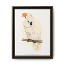 Great Salmon-Crested Cockatoo (CACATUA MOLUCCENSIS) colored wood-engraved plate by Alexander Francis Lydon. - NOMADEN ART GALLERY