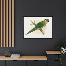 Golden-Crowned Conure (Aratinga auricapillus) colored wood-engraved plate by Alexander Francis Lydon