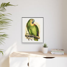 Blue-Fronted Amazon (Amazona aestiva) colored wood-engraved plate by Alexander Francis Lydon