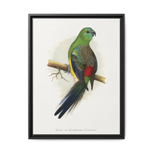 Blood or Red-Rumped Parrakeet (Psephotus haematonotus) colored wood-engraved plate by Alexander Francis Lydon - NOMADEN ART GALLERY