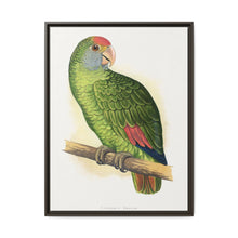 Dufresne's Amazon (Amazona dufresniana) colored wood-engraved plate by Alexander Francis Lydon - NOMADEN ART GALLERY