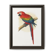 Red and Blue Macaw (Ara macao) colored wood-engraved plate by Alexander Francis Lydon - NOMADEN ART GALLERY
