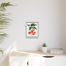 Gov Wood cherry lithograph. Digitally enhanced from our own original 1900 edition plates of Botanical Specimen published by Rochester Lithographing