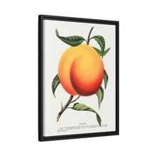 Foster peach lithograph. Digitally enhanced from our own original 1900 edition plates of Botanical Specimen published by Rochester Lithographing
