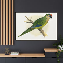 Golden-Crowned Conure (Aratinga auricapillus) colored wood-engraved plate by Alexander Francis Lydon