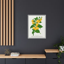 Golden queen raspberry lithograph. Digitally enhanced from our own original 1900 edition plates of Botanical Specimen published by Rochester Lithographing