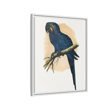 Hyacinthine Macaw (Anodorhynchus hyacinthinus) colored wood-engraved plate by Alexander Francis Lydon.