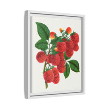 Shaffer's Colossal Raspberry Lithograph (1900)