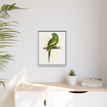 Canary-Winged Conure ( Brotogeris versicolurus) colored wood-engraved plate by Alexander Francis Lydon