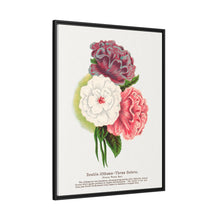 Double Althea in 3 colors lithograph. Digitally enhanced from our own original 1900 edition plates of Botanical Specimen published by Rochester Lithographing